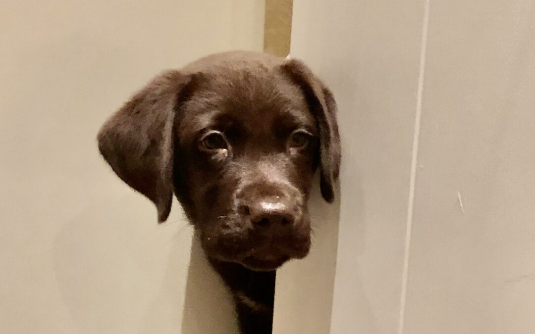 Beschermd: Ik was het even vergeten