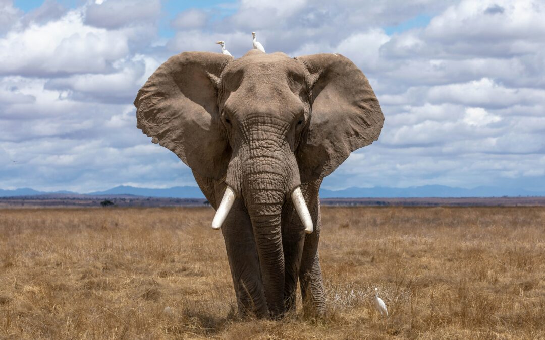 Hoe eet je een olifant